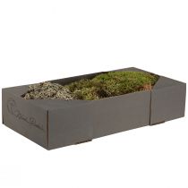 Article Mousse décorative – véritable mousse et lichen pour compositions florales 250 g