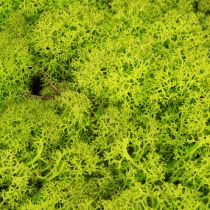 Article Mousse déco mousse de rennes vert clair stabilisée 400g