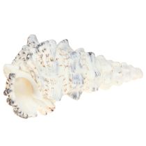 Article Coquilles d&#39;escargot décoratives noires et blanches, coquille décoration naturelle 1kg
