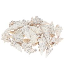 Article Coquilles d'escargot décoratives noires et blanches, coquille décoration naturelle 1kg