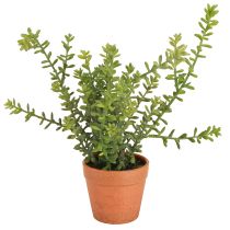 Article Thym décoratif en pot Herbes artificielles Décoration de cuisine 25cm