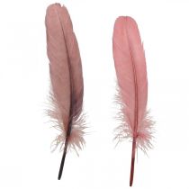 Plumes décoratives pour travaux manuels, plumes d&#39;oiseaux véritables vieux rose, 20g