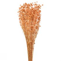 Article Déco Lin Séché Fleurs Séchées Abricot Nature 80g