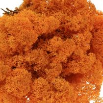Article Mousse décorative Orange véritable mousse pour travaux manuels séchée et teinte 500g