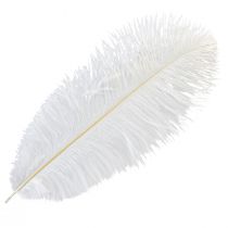 Article Plumes d&#39;autruche décoratives, vraies plumes, blanches, 38-40 cm, 2 pièces