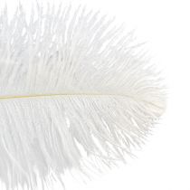 Article Plumes d&#39;autruche décoratives, vraies plumes, blanches, 38-40cm, 2 pièces