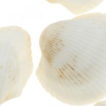 Déco Coquillage Blanc Véritables coquillages dans un filet de raphia déco maritime 400g