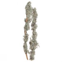 Article Branches décoratives mousse grise branches décoratives branches de lichen 30-60cm 1kg