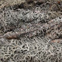 Article Branches décoratives mousse grise branches décoratives branches de lichen 30-60cm 1kg