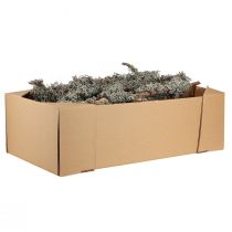 Article Branches décoratives, mousse grise, branches de lichen, 30-60 cm, 1 kg