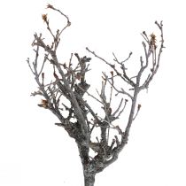 Article Branches déco bonsaï bois déco branches 15-30cm 650g