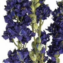 Delphinium séché, fleuristerie sèche, bleu delphinium L64cm 25g