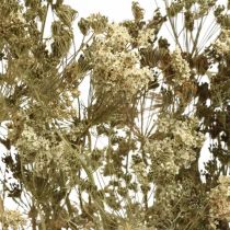 Article Fleurs séchées aneth fleuriste sèche naturelle 50cm 20 pcs