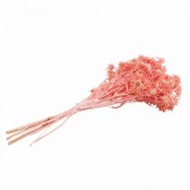 Article Branche décorative de chardon, fleurs séchées de rose antique, 100 g - Idéal pour la décoration et les couronnes à faire soi-même