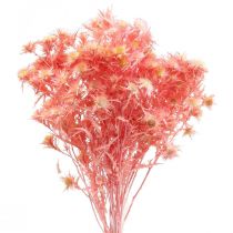 Article Branche déco de chardon séché Fleurs séchées vieux rose 100g