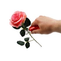 épines de rose