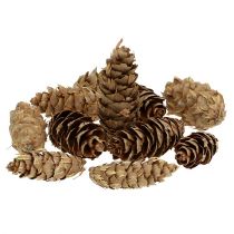 Article Pommes de pin de l'Oregon Pommes de sapin Douglas 70cm 7pcs