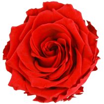 Article Véritables têtes de roses Infinity Roses Rouge Premium Ø8,5 cm 4 pcs