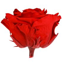 Article Véritables têtes de roses Infinity Roses Rouge Premium Ø8,5 cm 4 pcs