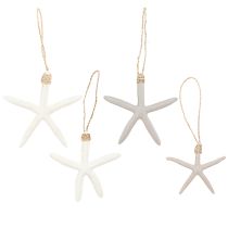 Article Véritable décoration étoile de mer cintre maritime gris blanc 10-14cm 4pcs