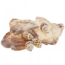 Véritables coquillages décoration coquilles d&#39;escargots, coquille nacre Capiz 400g