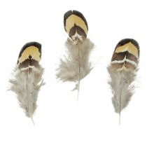 Article Plumes d&#39;oiseaux véritables plumes décoratives rayées 3-4cm 60pcs