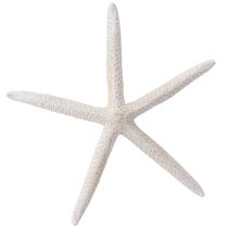 Article Véritable étoile de mer naturelle décorative maritime Ø16–20cm 10 pcs