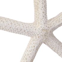 Article Véritable étoile de mer naturelle décorative maritime Ø16–20cm 10 pcs