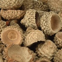 Article Glands décoratifs naturels pour l&#39;artisanat 1,5 cm 200 g