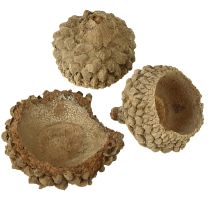 Article Glands décoratifs naturels pour l'artisanat 1,5 cm 200 g