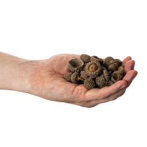 Article Coupes décoratives en forme de glands naturels, pour l'automne et l'Avent, 2 cm, 300 g