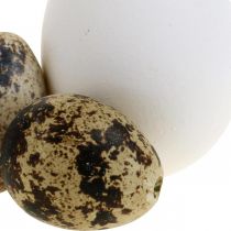 Mélange d&#39;œufs de décoration œufs de caille et œufs de poule Oeufs de Pâques soufflés