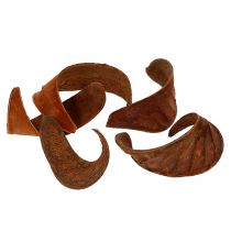 Article Oreille d&#39;Éléphant Naturel 25 pcs