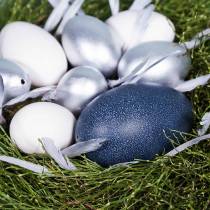 Article Œuf d’émeu naturel 15cm 1P