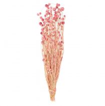 Article Décoration chardon fraise fleurs séchées vieux rose rose 50cm 100g