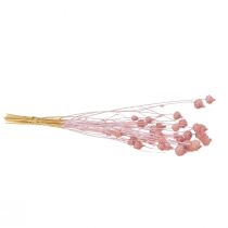Article Chardon fraise, chardon séché, décoration chardon, rose clair, 58 cm, 100 g