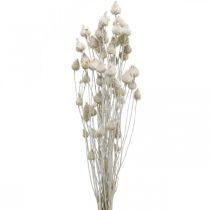 Fleurs Séchées Blanc Chardon Séché Fraise Chardon Coloré 100g