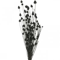 Fleurs séchées Chardon noir sec Fraise Chardon 100g