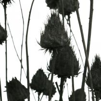 Fleurs séchées Chardon noir sec Fraise Chardon 100g