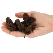 Article Cônes d'aulne naturels, en vrac, pour la décoration, 3 cm, 300 g, brun naturel.