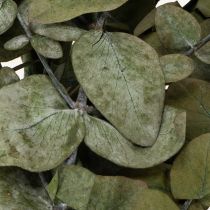 Article Branches et feuilles décoratives d'eucalyptus séchées et stabilisées, rondes, vertes, 150 g