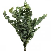 Eucalyptus Branches Stabilisées Feuilles Rondes Vertes 150g