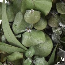 Article Couronne d&#39;eucalyptus couronne naturelle eucalyptus stabilisé Ø35cm