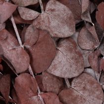 Article Branches d'eucalyptus, eucalyptus stabilisé, fleurs séchées, rouge, 75 cm, 150 g
