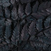 Article Décoration de fougères naturelles noires préservées, 45 cm, lot de 10.