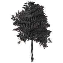 Article Décoration de fougère Vraies frondes de fougère noires préservées 45 cm 10 pièces