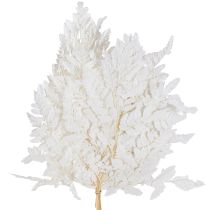 Article Décoration de fougère Vraies frondes de fougère blanches préservées 45 cm 10 pièces