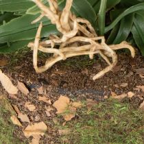 Article Fougère artificielle avec motte de racines, idéale pour la décoration de la maison et du bureau, 57 cm