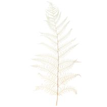Article Feuilles de Fougère Fougère Blanche Séchées Blanchies 50cm 10 pcs