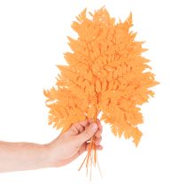 Article Frondes de fougère séchées et conservées pour l'art floral et la décoration automnale, 42 cm, lot de 10.